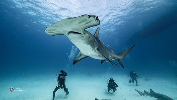 Rango Extendido (Rango Diving)