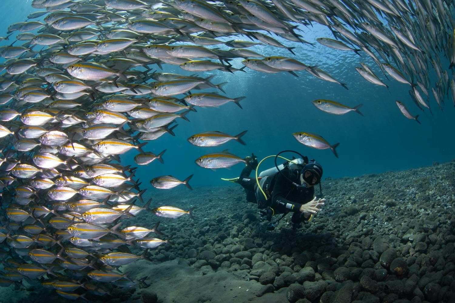 Ocean Dive League